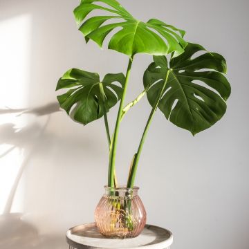 Monstera deliciosa - Gatenplant