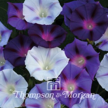 Ipomoea purpurea Hazelwood Blues (zaad) - Klimmende winde