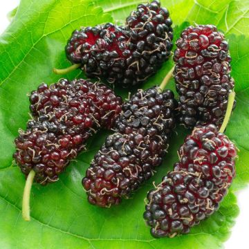 Morus acidosa Mulle - Moerbeiboom