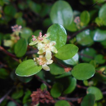 Muehlenbeckia axillaris - Draadplant