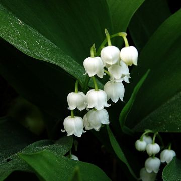 Convallaria majalis - Lelietje-van-dalen