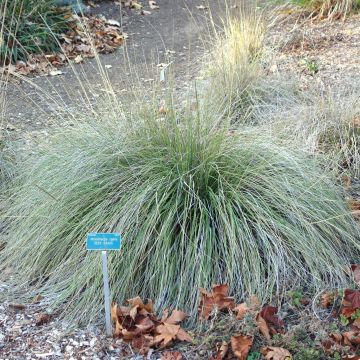 Muhlenbergia rigens - Prairiegas