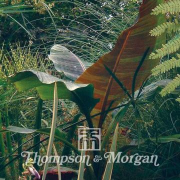 Musa sikkimensis (zaad) - Darjeeling-banaan