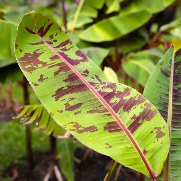 Musa acuminata Zebrina - Bloedbanaan