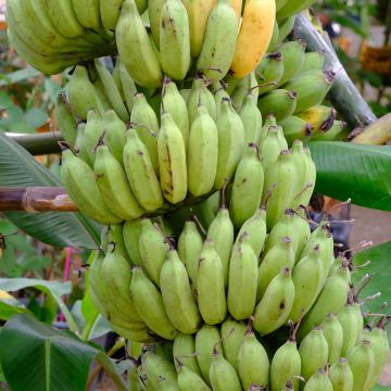 Musa paradisiaca Pisang Seribu - Bananenplant