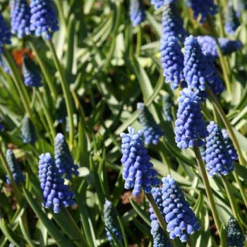 Muscari aucheri Blue Magic - Blauwe druifjes