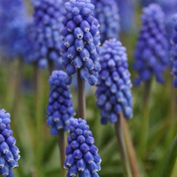 Muscari armeniacum Dark Eyes - Blauwe druifjes