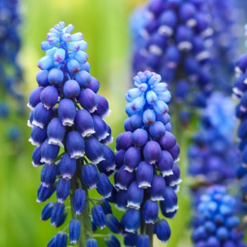 Muscari Joyce Spirit - Blauwe druifjes