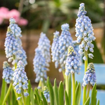 Muscari Manon - Blauwe druifjes