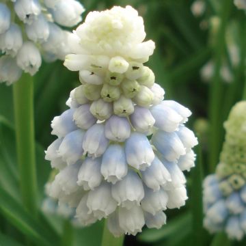 Muscari Mountain Lady - Blauwe druifjes