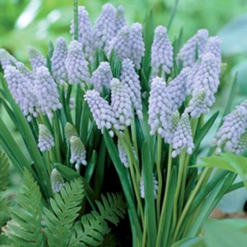 Muscari armeniacum Valerie Finnis - Blauwe druifjes
