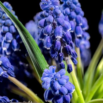 Muscari armeniacum Alida - Blauwe druifjes