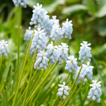 Muscari armeniacum Esther - Blauwe druifjes