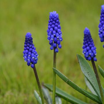 Muscari botryoides Superstar - Blauwe druifjes