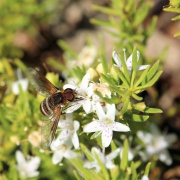 Myoporum parvifolium Wit - Dwerglepeltjesboom