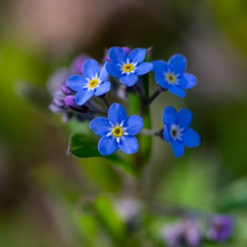 Myosotis Blue Sylva - Bosvergeet-mij-nietje