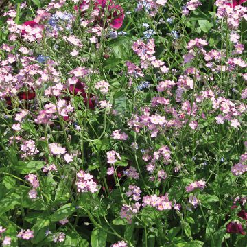 Myosotis sylvatica Roi des Carmins - Bosvergeet-mij-nietje