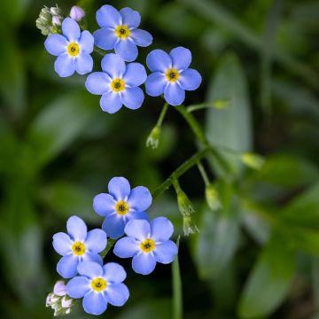 Myosotis scorpioides - Moerasvergeet-mij-nietje