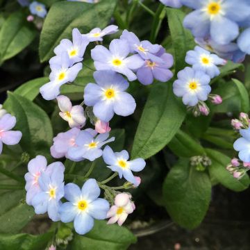 Myosotis Myomark - Bosvergeet-mij-nietje