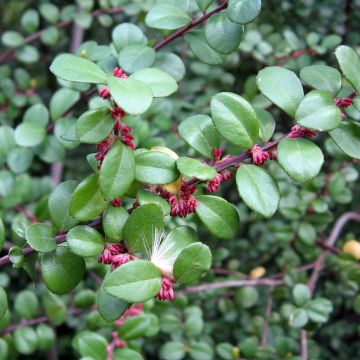 Myrsine africana - Afrikaanse buxus