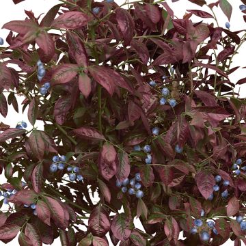 Blauwe bes Cabernet Splash