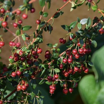 Myrtus ugni - Chileense guave