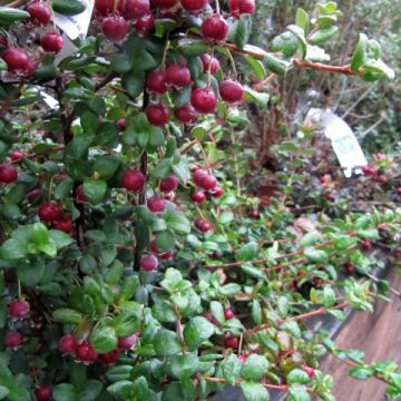 Myrtus ugni Elite - Chileense guave