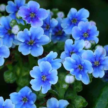 Myosotidium hortensia - Chatham-eilandvergeet-mij-nietje