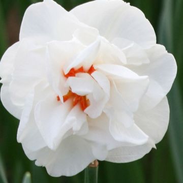 Narcissus Acropolis -  Narcis dubbel