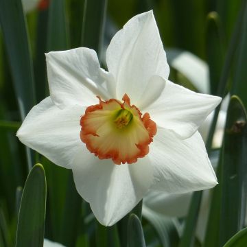 Narcissus Audubon - Spleetkronige narcis