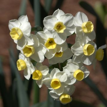 Narcissus Avalanche - Tazetta-narcis