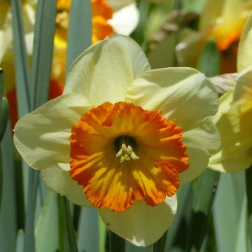 Narcissus Berlin - Grootkronige narcis