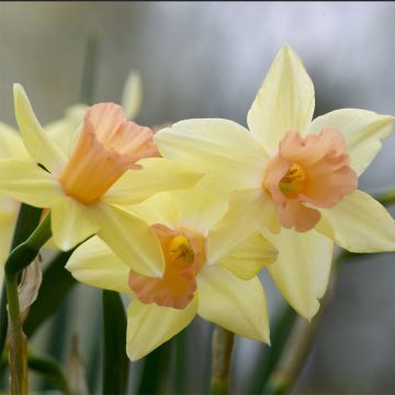 Narcissus jonquilla Blushing Lady - Jonquilla narcis