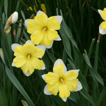 Narcissus Cassata - Narcis
