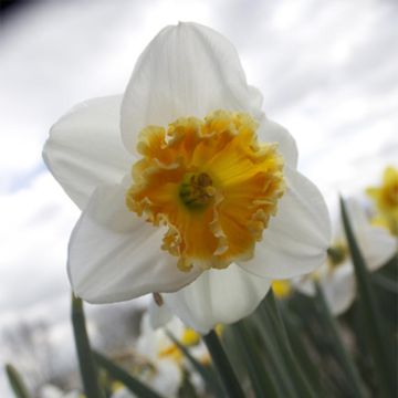 Narcissus Chantilly - Grootkronige narcis