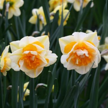 Narcissus Double Beauty - Dubbele narcis