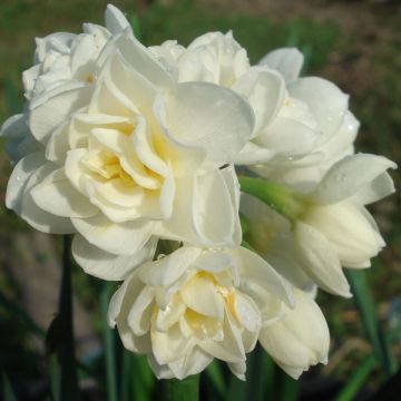 Narcissus tazetta Erlicheer - Tazetta-narcis