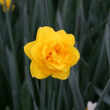 Narcissus Heamoor - Dubbele narcis