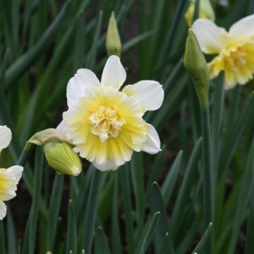 Narcissus Ice King - Dubbele narcis