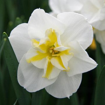 Narcissus Lemon Beauty - Spleetkronige narcis