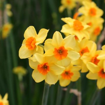 Narcissus Martinette - Jonquilla narcis