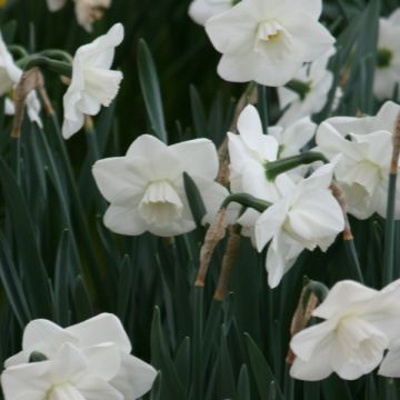 Narcissus Misty Glen - Grootkronige narcis