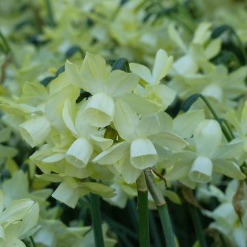 Narcissus Moonlight Sensation - Triandrus-narcis