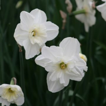 Narcissus Papillon Blanc - Spleetkronige narcis