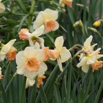 Narcissus Sagitta - Cyclamen-narcis