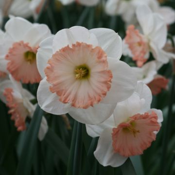 Narcissus Sentinel - Grootkronige narcis