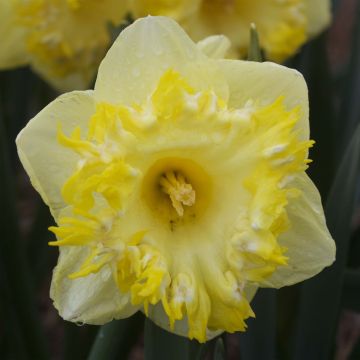 Narcissus Snowtip - Grootkronige narcis