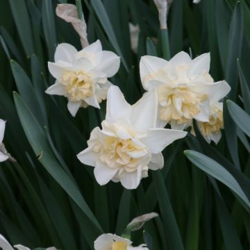 Narcissus Sweet Desire - dubbele narcis