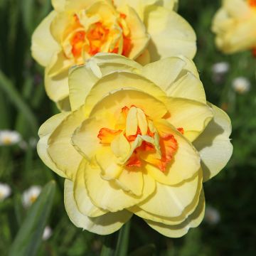 Narcissus Tahiti - dubbele narcis