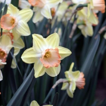 Narcissus Tickled Pinkeen - grootkronige narcis